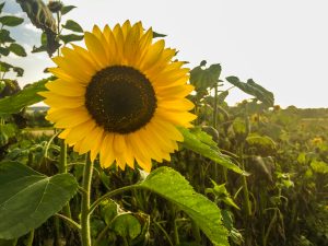 Rollawage_Sonnenblumen-1