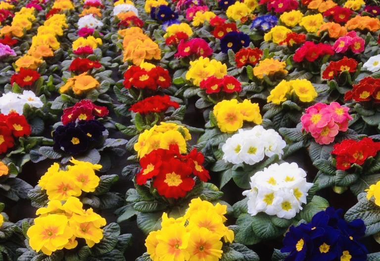 Bunte Vielfalt an Frühlingsblumen Primeln