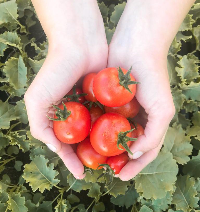 Tomaten zum Selberpflücken